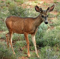 Young mule deer in Bryce NP