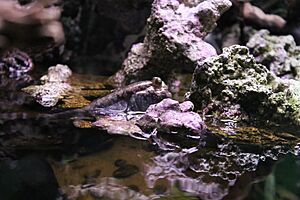 Обыкновенный илистый прыгун (Periophthalmus barbarus)