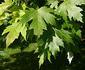 Acer-saccharinum-leaves-e