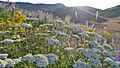 Achillea millefolium 4