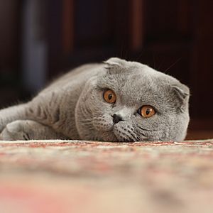 Adult Scottish Fold.jpg