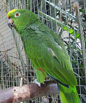 Amazona ochrocephala -zoo-8