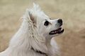 American Eskimo Dog portrait