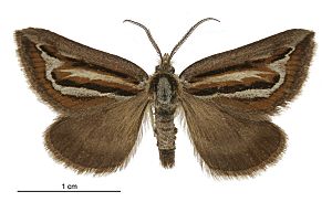 Aponotoreas synclinalis male.jpg