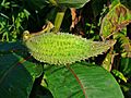 Asclepias syriaca 004