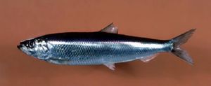 Atlantic herring