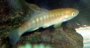 Banded killifish 2