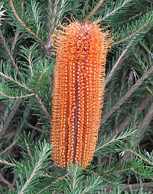 Banksia 'Yellow Wing'.jpg