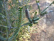 Beaufortia orbifolia (fruits)