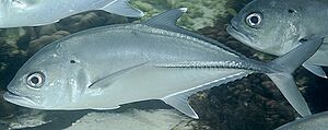 Bigeye trevally BoraBora.jpg