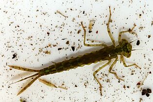 Blue-tailed damselfly (Ischnura elegans) nymph