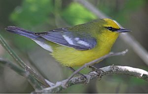 Blue-winged Warbler 2