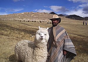 Bolivian Alpaca