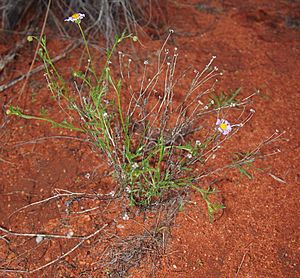 Brachycome ciliaris habit.jpg