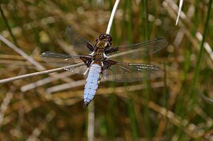 Broad-bodied chaser