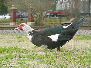 Cairina moschata -Graniteville SC USA