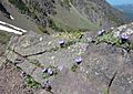 Campanula piperi Piper's bellflower