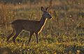 Capreolus capreolus (Marek Szczepanek)