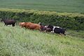 Cattle stampede^ - geograph.org.uk - 440017