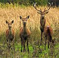 Cervus elaphus - Salburúa