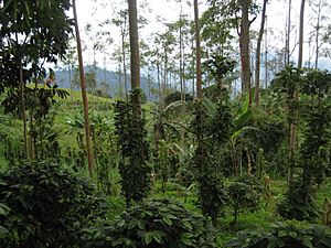 Coffee farm in Colombia