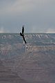 Condor GrandCanyon