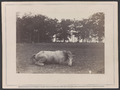 Confederate colonel and horse, both killed at the Battle of Antietam LCCN2012650218