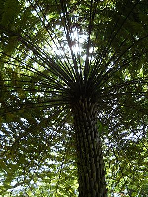 Cyathea australis 1.jpg