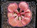 Drosera falconeri Darwiniana