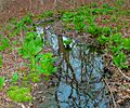 Eastern Skunk Cabbage along brook in sprintime