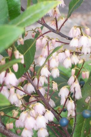 Elaeocarpus reticulatus flowers & fruit.JPG