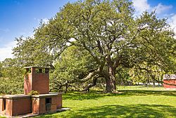 Emancipation Oak