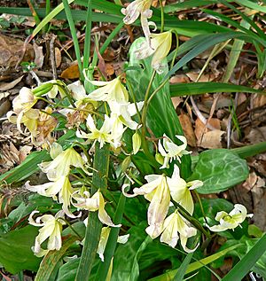 Erythronium californicum 1.jpg