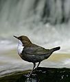 Eurasian White-fronted Dipper, C cinclus