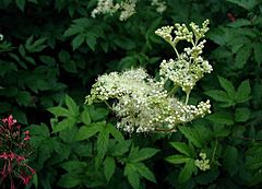 Filipendula-ulmaria.JPG