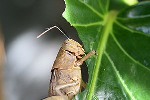 Giant Valanga Eating