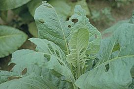 Heliothis virescens damage