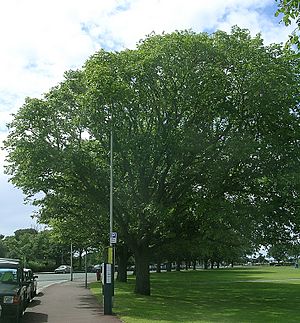 Huntingdon Elm Southsea Common 2