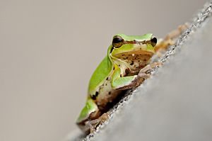 Hyla chinensis.jpg