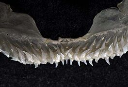 Isistius brasiliensis upper teeth