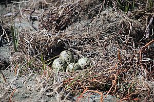 Kakī, black stilt, nest