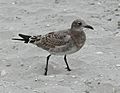 Laughing Gull juvenile