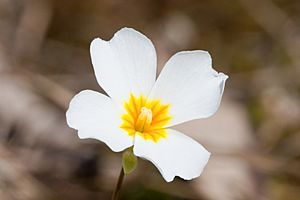 Leavenworthia stylosa 02.jpg