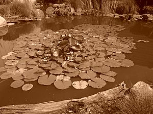 Lily Pads and Lotus Flowers