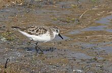 Little Stint AMSM6809 LSTI