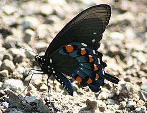 Male Pipevine Swallowtail Megan McCarty06