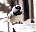 MountainChickadee