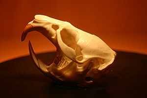 Muskrat Skull