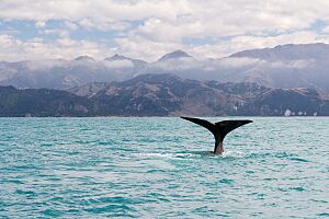 NZ280315 Kaikoura Whale Watching 06