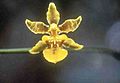 Oncidium floridanum